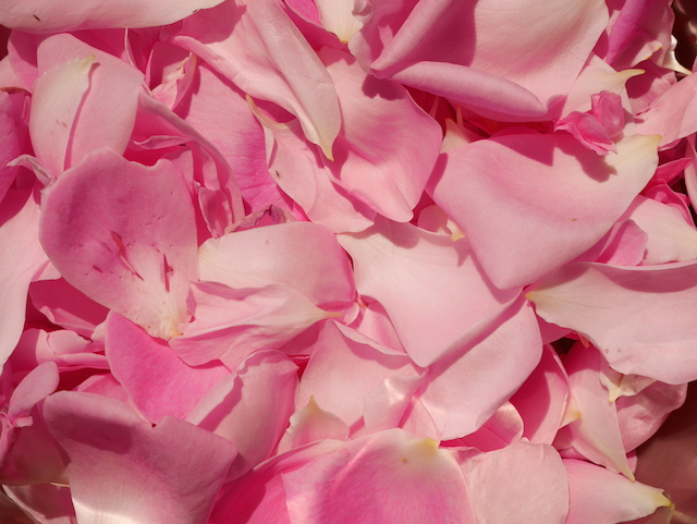 Confiture de pétales de Rose